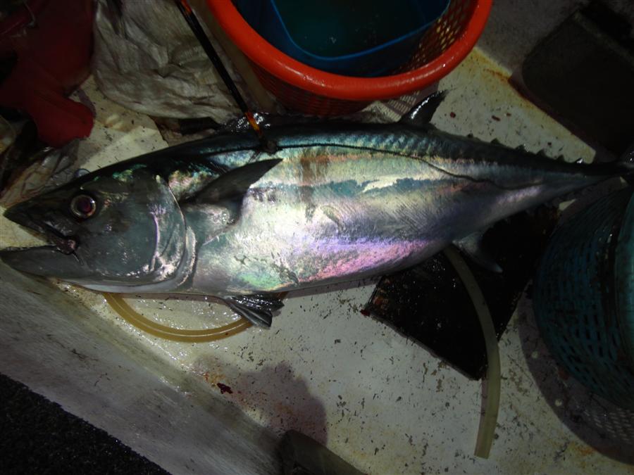 Yellowfin