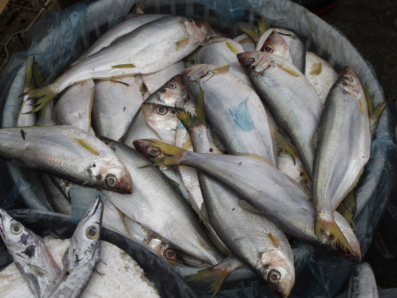 ปลาต่อไปนี้เป็นปลาทะเลจากเมืองเซี่ยงไฮ้ (ซึ่งมีทั้งหมด 4 ภาพครับ)

ตัวที่ 11 ปลาตัวนี้ชื่อปลาอะไรค