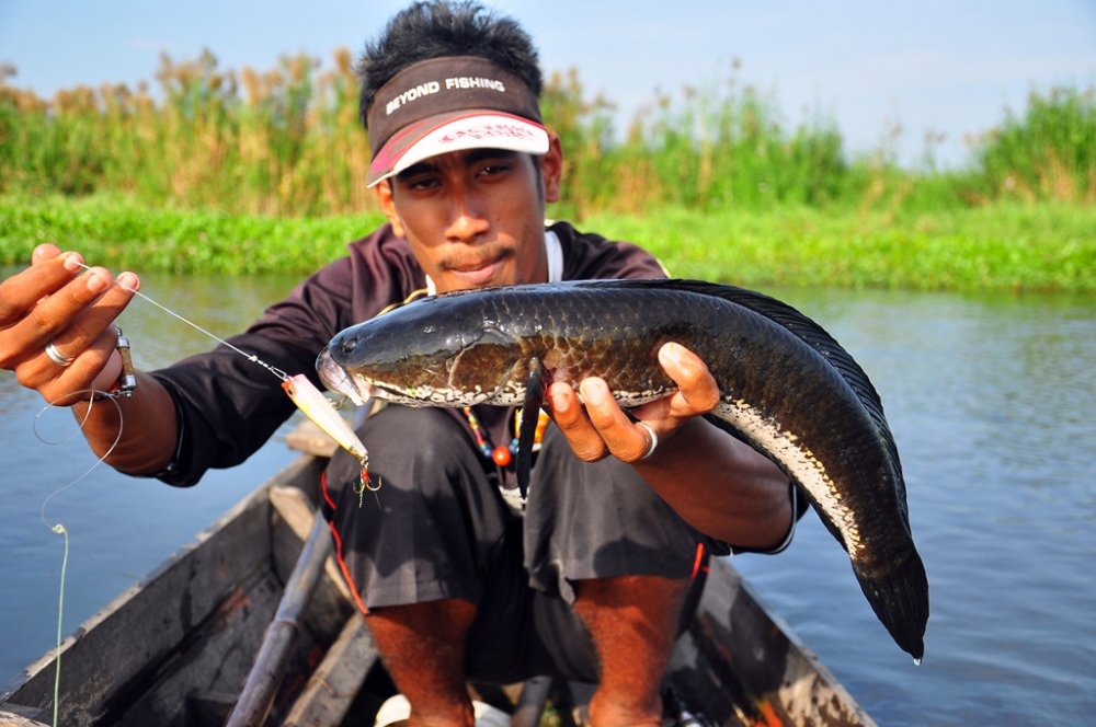 นี่ครับ  หัวเรือยังแหวว  กลางยังวืด ท้ายเรือจัดมาถ่ายภาพได้สามใบแล้ว   อัยยะ ละกะ :frown: :frown: :f