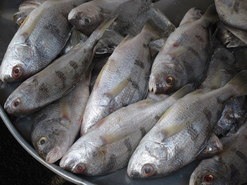 รบกวนสอบถามชื่อปลา 1 ตัวจากตลาดสดในเมืองโฮจิมินห์ ประเทศเวียดนามครับ (ภาพประกอบ)