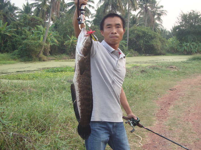ปลาช่อนวาเลนไทน์จากหนุ่มใหญ่เข้าย้อยเพชรบุรี
