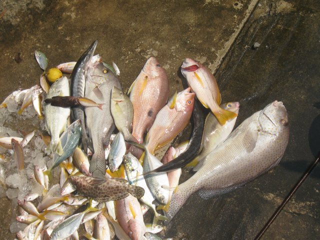 สากป็อกไม่กิน  กลับบ้านครับ ปลารวมพอได้แบ่งกัน กับเหยื่อหมึกสดครึ่งโล 100   ทริปนี้ทั้งลมและคลื่นล่อ