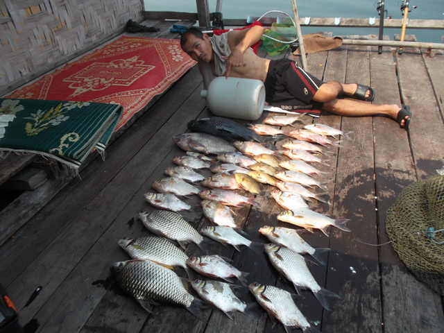 ปลารวมครับสองวันสองคืนทำอาหารกินไปหลายตัวอยู่ครับ รวมแล้วน่าจะซัก 30 กว่าโลได้