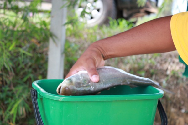 หลังจากเช็ดเนื้อเช็ดตัวปลาเป็นที่เรียบร้อย ตามประสา มือแข่งสวายเก่า

ชั่งล่ะน๊าาาาาา