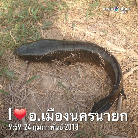 ตกปลานครนายกกันครับ