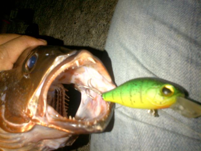 เบ็ดติดอยู่ข้างในปากปลา ติดอยู่แต่ตรงเนื้อนิดเดียว  โชคดีมากๆครับที่ไม่หลุดซะก่อน :shocked: :sick: :