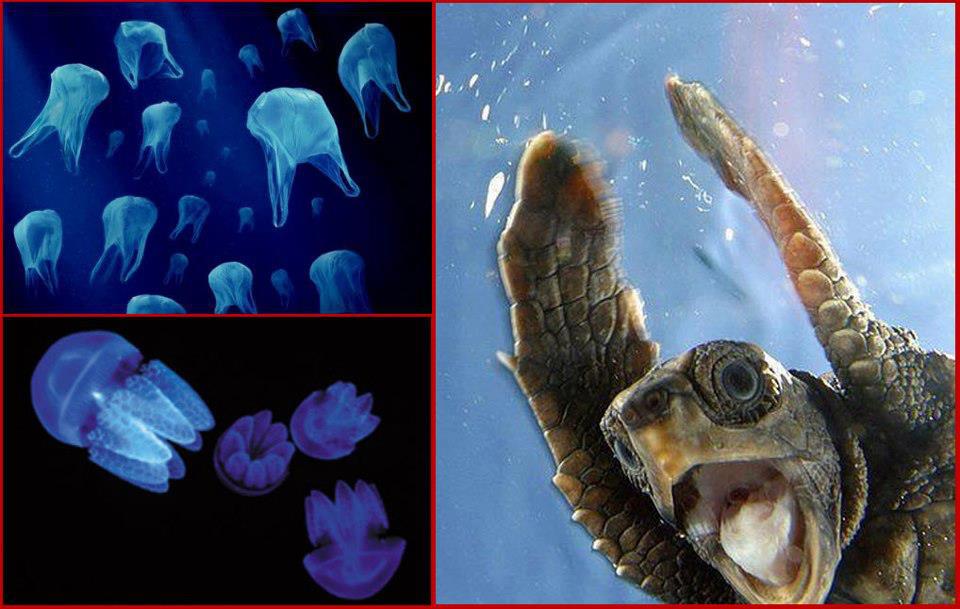 การเสียชีวิตเป็นจำนวนมากของสัตว์ทะเลหายาก เนื่องจากสัตว์เหล่านี้ไปกินถุงพลาสติกเพราะเข้าใจว่าเป็นแมง
