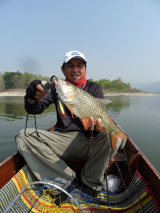 กระสูบตัวนี้ กัด ป๊อป 7.ของ RAPALA ครับ  ส่วน บีบี ไช้ ป๊อป9. ของRAPALA เช่นกัน  แต่.....ผมได่ตัวก่อ