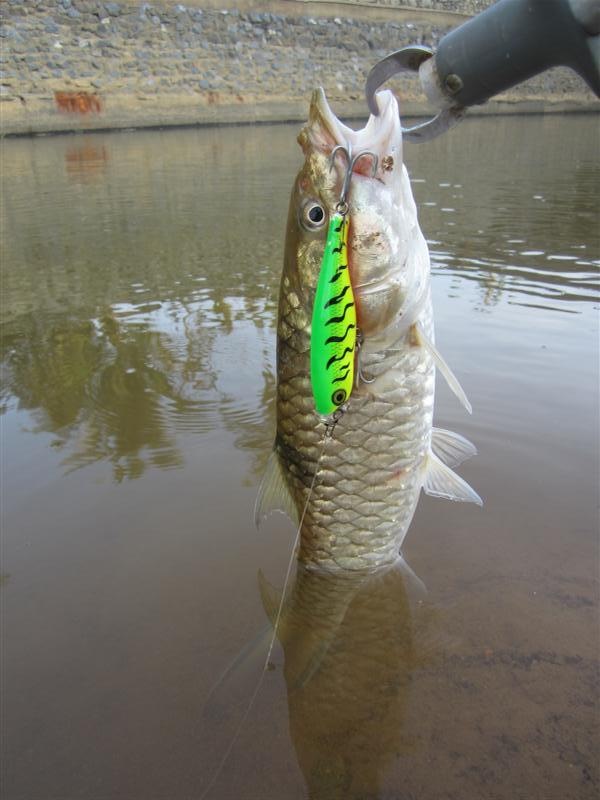  :cheer: ได้ด้วยเหยื่อผิวนํ้าครับตัวนี้  RAPALA  POPPER 9 เขียวไพร์ไทเกอร์ท้องส้ม