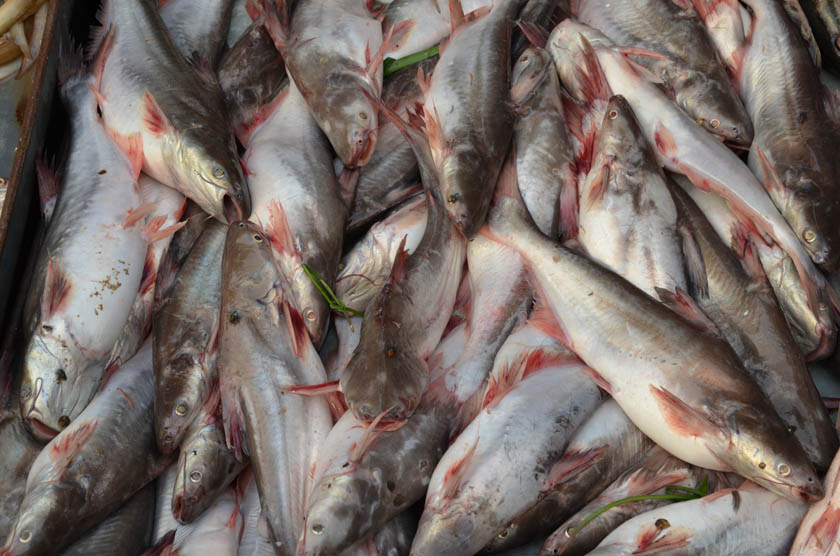 รบกวนสอบถามชื่อปลาในตลาดสดกรุงพนมเปญ ประเทศกัมพูชาทั้ง 10 ตัวนี้หน่อยครับ