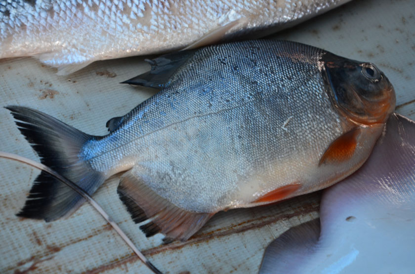 รบกวนสอบถามชื่อปลาทั้ง 12 ตัวในตลาดสดกรุงจาการ์ตา ประเทศอินโดนีเซียหน่อยครับ