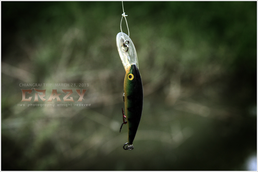 



Rapala Tail Dancer

Colour : Perch

เหยื่อที่ผมชื่นชอบเป็นพิเศษอีกตัว

ด้วยแอคชั่นที่ส