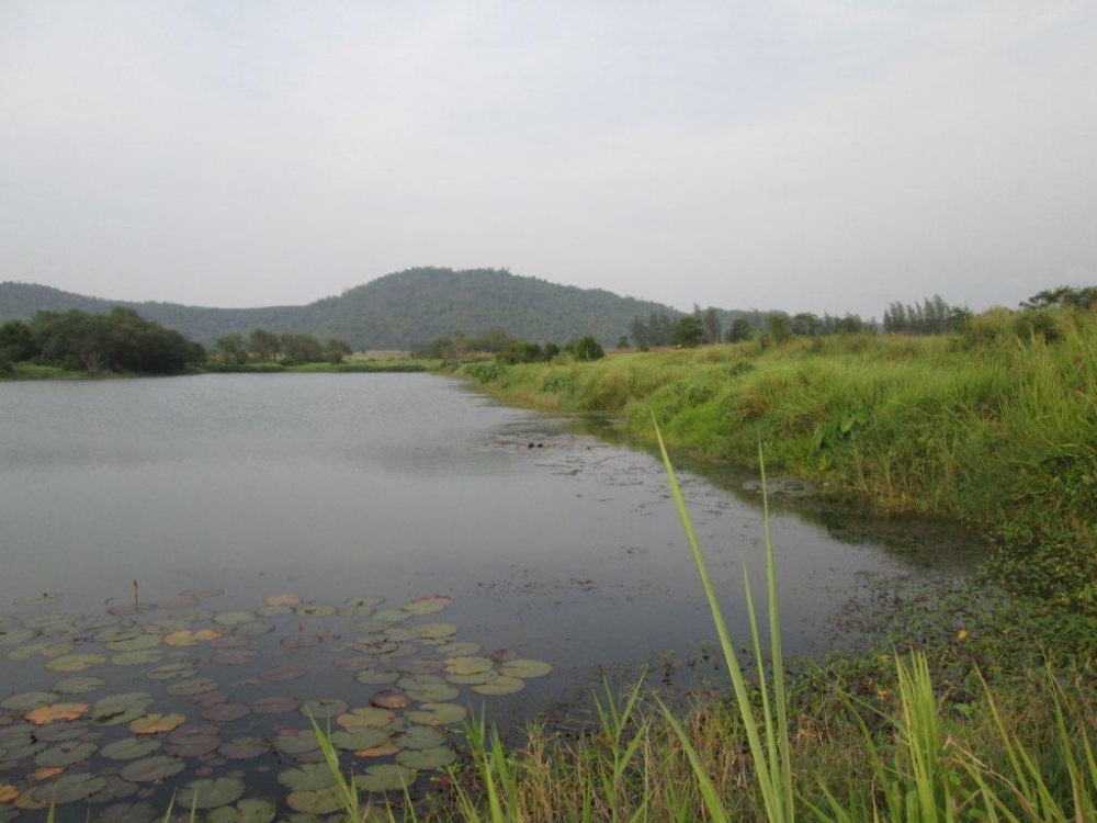 ผมตีขึ้นหญ้าตามสูตร(ถ้าวางแม่น)ได้ผลกัดก่อนถึงก่อบัว โดดสบัดๆๆๆๆๆมือผมหมุนมือหมุนให้เร็วขึ้น
เพื่อใ