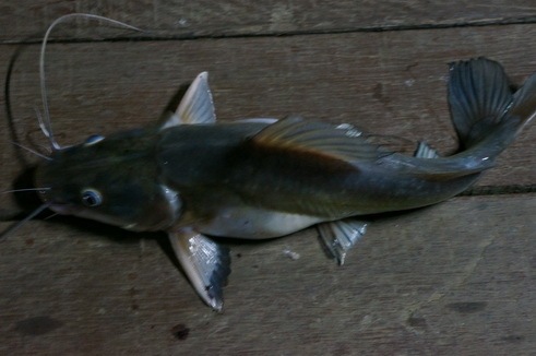 1มีรูปปลากดอีกตัวครับตกได้กลางคืนด้วยลูกปลา ปลากดใหญ่ๆบ้านเค้าหายากครับ แปลก
