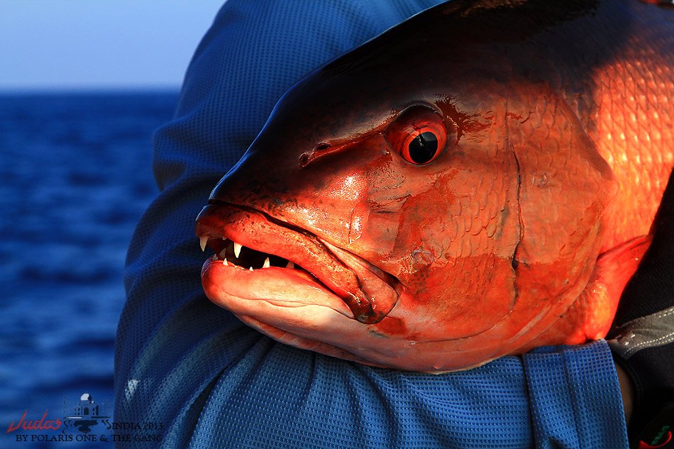 ตื่นตาตื่นใจมากๆครับกับปลาที่ " บาห์เรน ไอส์แลนด์ "  เกาะแห่งไฟ ....

ปลาที่นี่สีสันจะฉูดฉาดกว่า