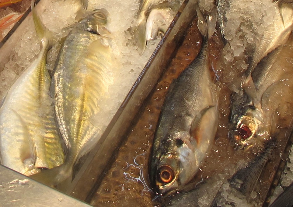 และปลาตัวที่ 3 ฝั่งซ้าย ภาพนี้อาจจะไม่ชัดนะครับ น้ำแข็งดันท่วมตัว ปลาตัวนี้คือปลาสีขนใช่หรือเปล่าครั
