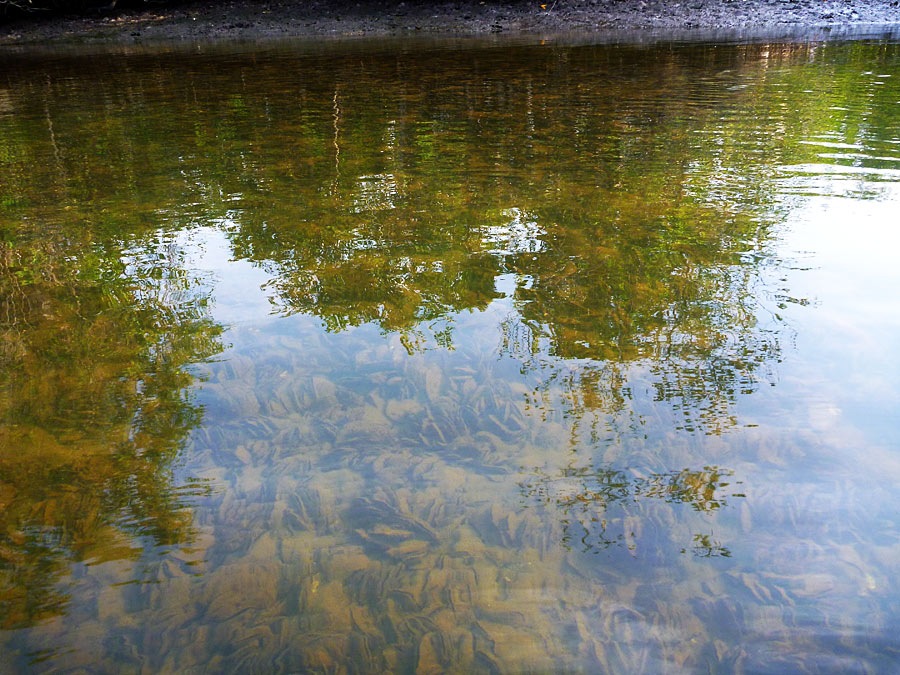  [center]ในคลองป่าชายเลน เห็นน้ำตื้นๆใสๆ ใช่ว่าจะลงไปเล่นได้ทุกที่นะครับ

ข้างล่างหอยล้วนๆ หอยพวกน