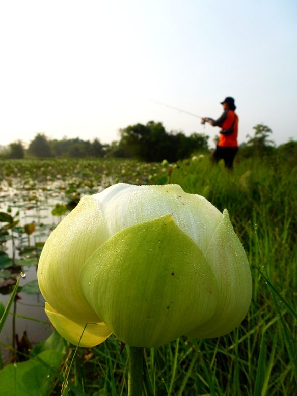 บัวน้อยลอยชูช่อ   รออรุณ เหมือนรอไออุ่น จากดวงสุริยา.....