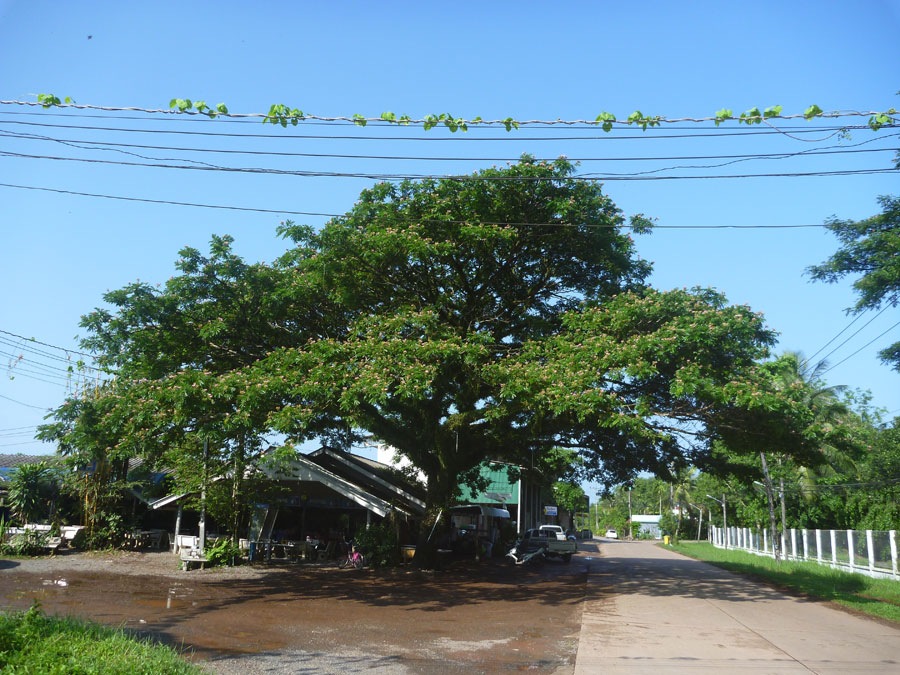  [center]ทางถนนตามคลองไปเรื่อยๆก่อนถึงเขื่อนล่าง ใต้ต้นไม้ใหญ่ซ้ายมือมีร้านแนะนำให้ฝากท้องอีกแห่ง[/c