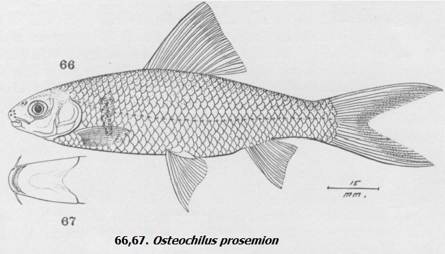 สถานะภาพปัจจุบัน คือ Cirrhinus molitorella (Valenciennes 1844) ถูกระบุว่า พบในจีน ไต้หวัน และ เอเชีย