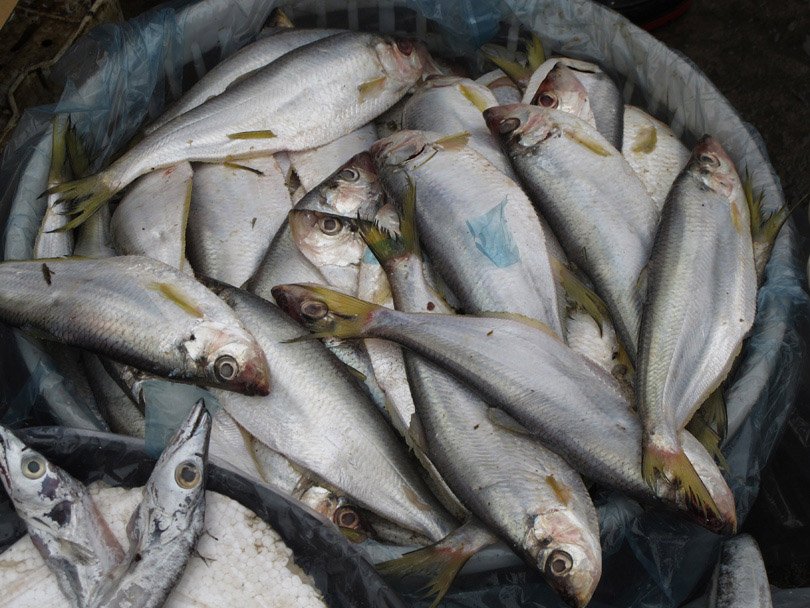 สอบถามชื่อปลา 1 ตัว - เห็นบ่อยที่ตลาดสดเซี่ยงไฮ้ ประเทศจีน (ชื่อไทยหรือทับศัพท์)