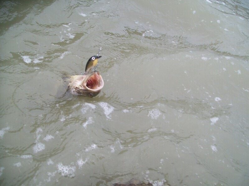 ไปคนเดียวตกเอง ถ่ายรูปเอง ตัวนี้เบ็ดติดปลาทั้ง2ตัว เลยกล้าถ่ายในน้ำครับ  :grin: