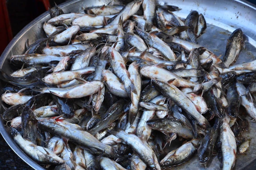 ปลาแขยงกงที่ตลาดสดในจังหวัดสุราษฏร์ ไม่มีติดสีเหลืองมาด้วย ^^