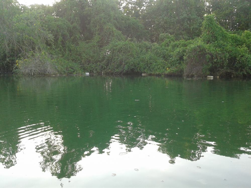 หมายที่สองอยู่ระหว่างต้นโกงกางกับต้นตุม เป็นช่องเล็กๆใต้น้ำมีตอไม้อยู่ ส่งเหยื่อลงไปว่ายน้ำ :laughin
