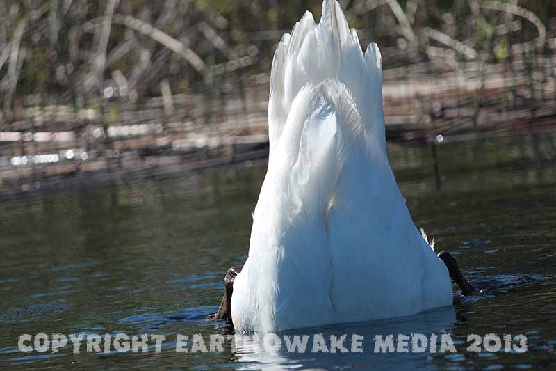 Lunch time for the Trumpeter Swan. :laughing: