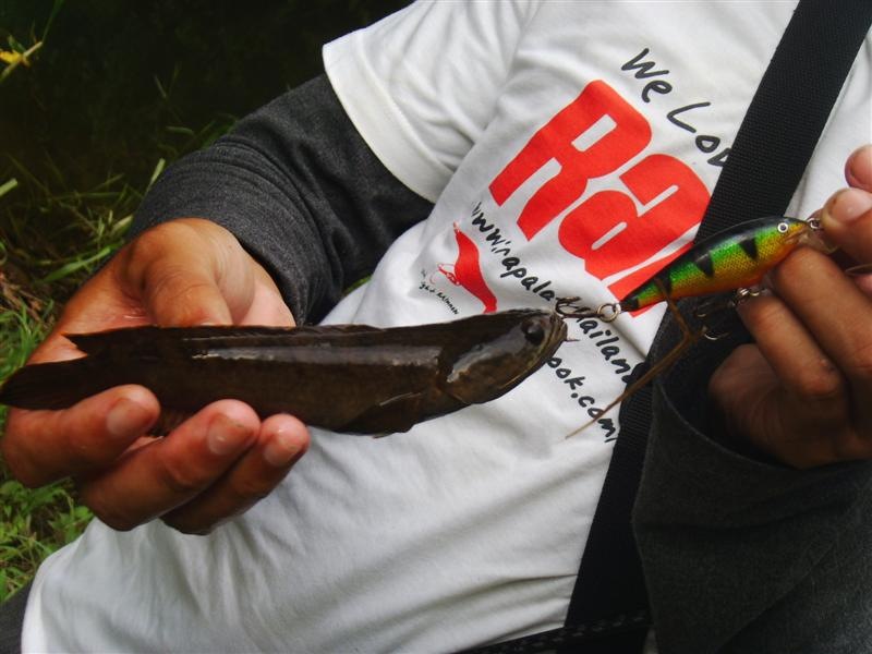 
 [center] :cheer: rapala shad rap 5 ยังจะใหญ่กว่าปลาอีก  :laughing: :laughing: :laughing:[/center]