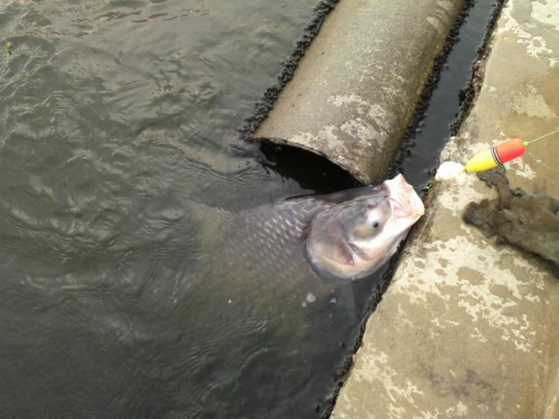 ไซร์นี้เพียบเลบ น่าเสียดาย