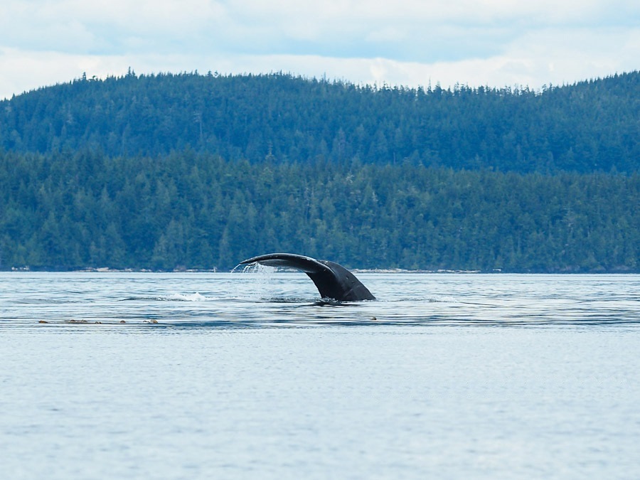 Highlight ในช่วงต้นฤดูกาล มิ ย Humpback Whale ตัวเท่ารถบัสสี่คัน