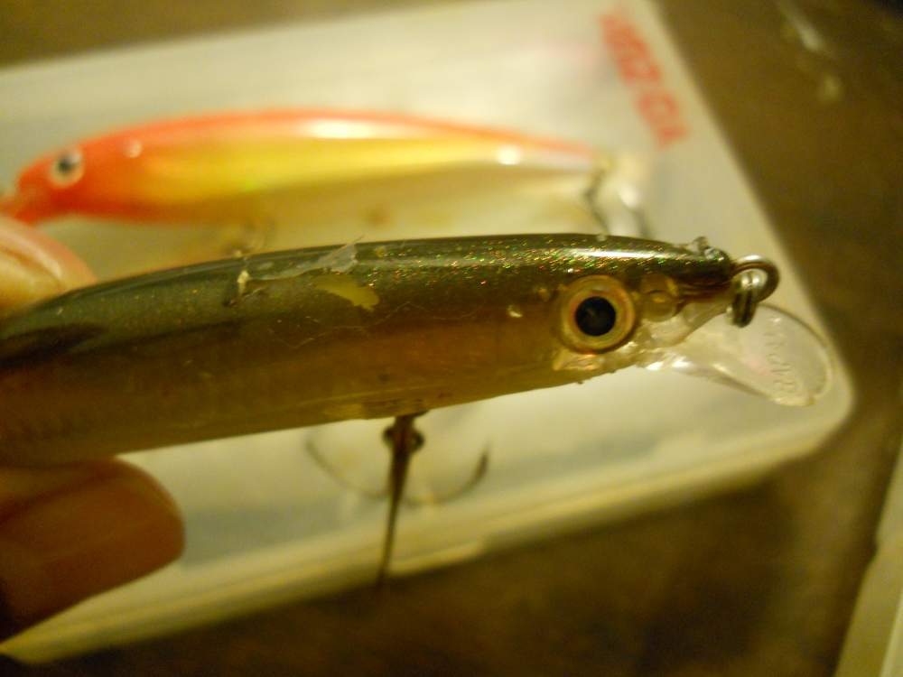 ส่วนคราวที่แล้วก็กัด rapala maxrap 130 ของผมจนยับเยิน ก่อนสะบัดจนเบ็ดง้างออกหลุดไปใด้ :cry: