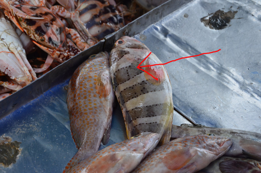 ตัวที่ 2 ในลูกศรคือปลาอะไรครับ เหมือนปลาการ์ตูนเลย แต่มาวางปะปนกับปลาจุดส้มๆ (แล้วตัวจุดส้มๆเค้าเรีย