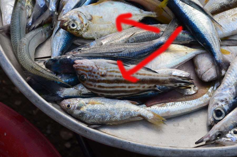 ตัวที่ 4 มี 2 ตัวนะครับ ปลาเครื่องหมายตัวบนก้บปลาเครื่องหมายตัวล่างคือปลาอะไรครับ (ส่วนตัวคั่นกลาง เ