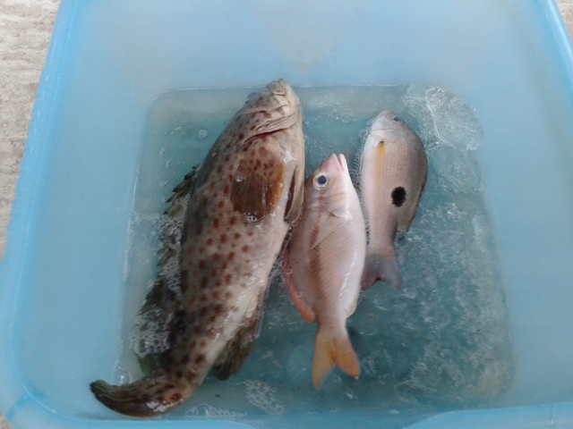 เมื่อวานเย็นๆหลังเลิกงานไปลองลงเบ็ตที่แหลมมารีฮายพัทยาใต้ ได้ไอ้เก๋ามาหนึ่งหน่วย+ปลาเล็กอีก
2หน่วย 
