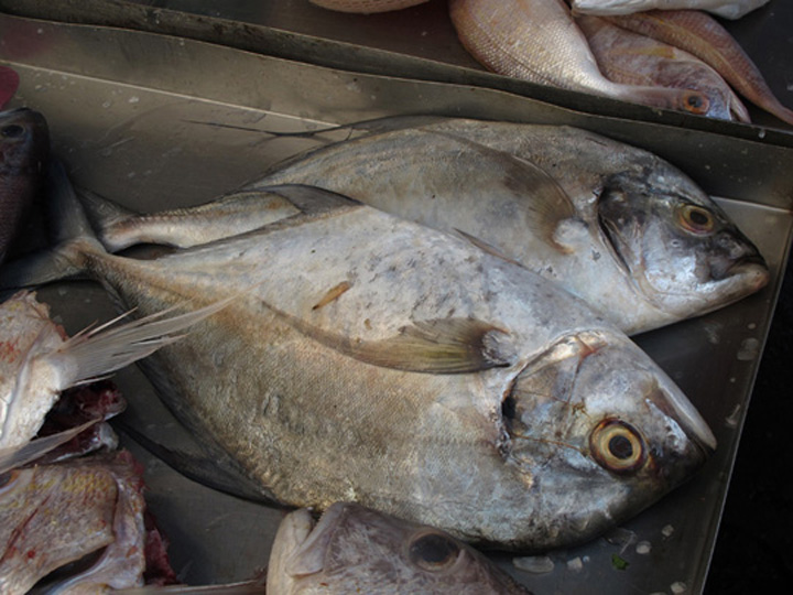 ภาพที่ 3 ตัวนี้เป็นปลามงแซ่ใช่ไหมครับ ตัวนี้ผมเจอในตลาดสดเมืองปีนังประเทศมาเลเซีย เดี๋ยวลองเทียบกับป