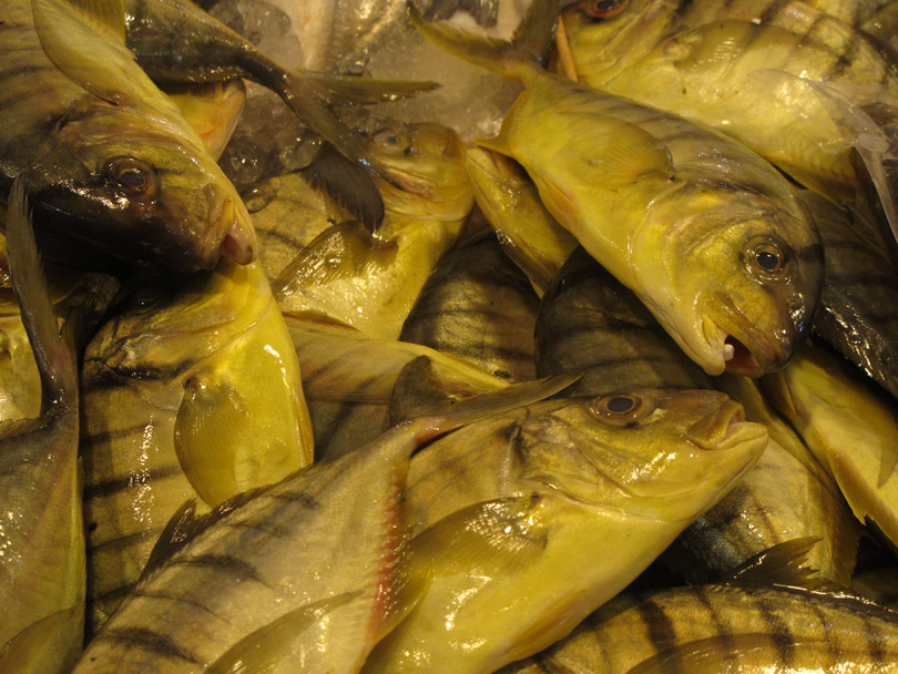 ถามเรื่องปลา 3 ชนิดนี้ในต่างประเทศเมื่อเทียบปลาไทย - ปลามง ปลาตะคองเหลือง ปลาจวด