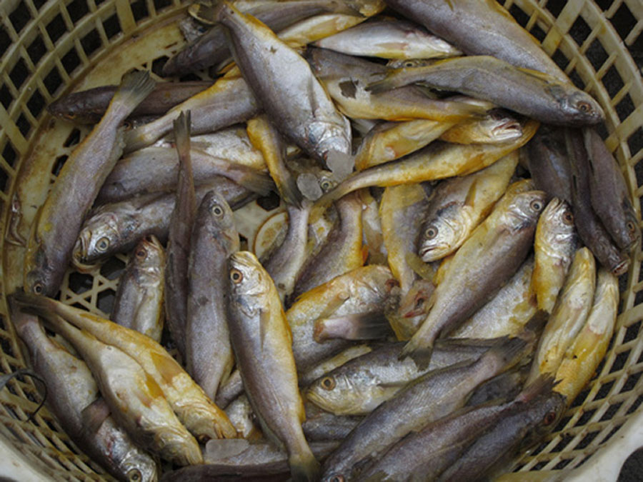 ภาพที่ 5 และภาพที่ 6 คือปลาจวดที่เห็นในเมืองเซี่ยงไฮ้ประเทศจีนทั้งคู่ ปลา 2 ตัวนี้เมื่อเทียบกับปลาใน