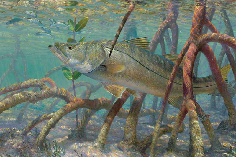 รูปปลาสนุ๊กครับ (Snook) เป็น Game Fish ที่นิยมมากในแถบชายฝั่งของมหาสมุทรแอตแลนติกและฝั่งทะเลคาริเบี่