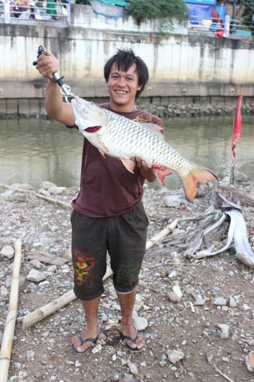 กระสูบน้ำปิงที่เชียงใหม่ครับ