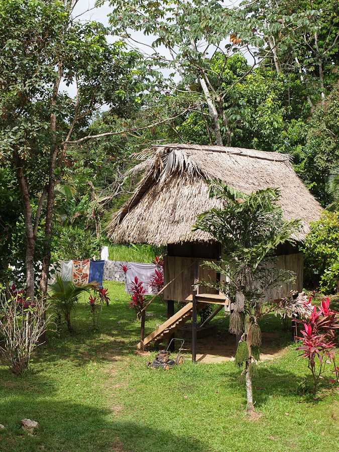  บ้านในแถบอเมริกากลาง ชาวบ้านพื้นเมืองนิยมนำใบต้นปาล์ม Cahoon Palm มามุงหลังคาครับ อายุการใช้งาน 7-8