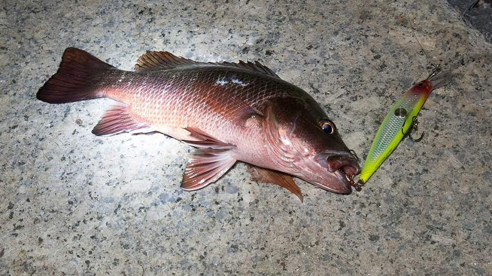 กะรังแดงครับ ได้ไม้แรกของวันเลย Size ปลาจาน กัด  CNM 11 ซะด้วย ฝั่งทะเลที่ปากแม่น้ำระยอง
