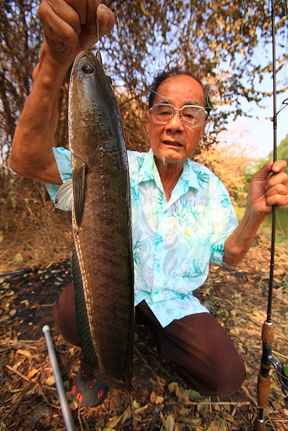 อายุจะ 80 ปี แล้ว ยังแข็งแรง เดินตกปลาไม่กลัวแดด จนผมอายเลยครับ