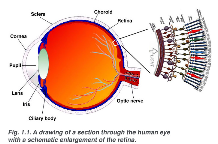คราวนี้ในชั้น retina ของเราจะมีเซลล์ประสาทรับแสงอยู่สองชนิด
คือ

1.เซลล์รูปแท่ง(rod cell) มีหน้าท