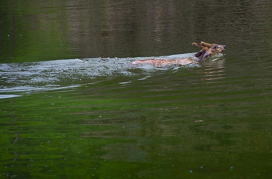 โดนหมา ว่ายน้ำไล่ตามมา สงสัยจะกวดกันจนหนีลงน้ำ พอเห็นเรือ เจ้าหมาตัวแสบก้อเลยผละหนีไป รวมทั้ง ลูกกวา