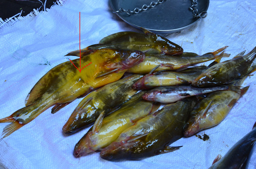 ตัวที่ 2 ปลา(ตามลูกศร)ตัวนี้ไม่มีหนวดยาวๆเหมือนปลาแขยง (แต่สีเหลืองๆดำๆคล้ายๆปลาแขยงหิน) สรุปคือปลาอ