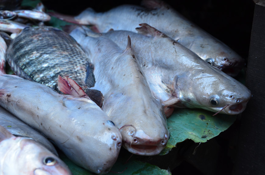 สอบถามชื่อปลาทั้ง 9 ตัวนี้ในตลาดกรุงพนมเปญประเทศกัมพูชาหน่อยครับ ขอบคุณครับ