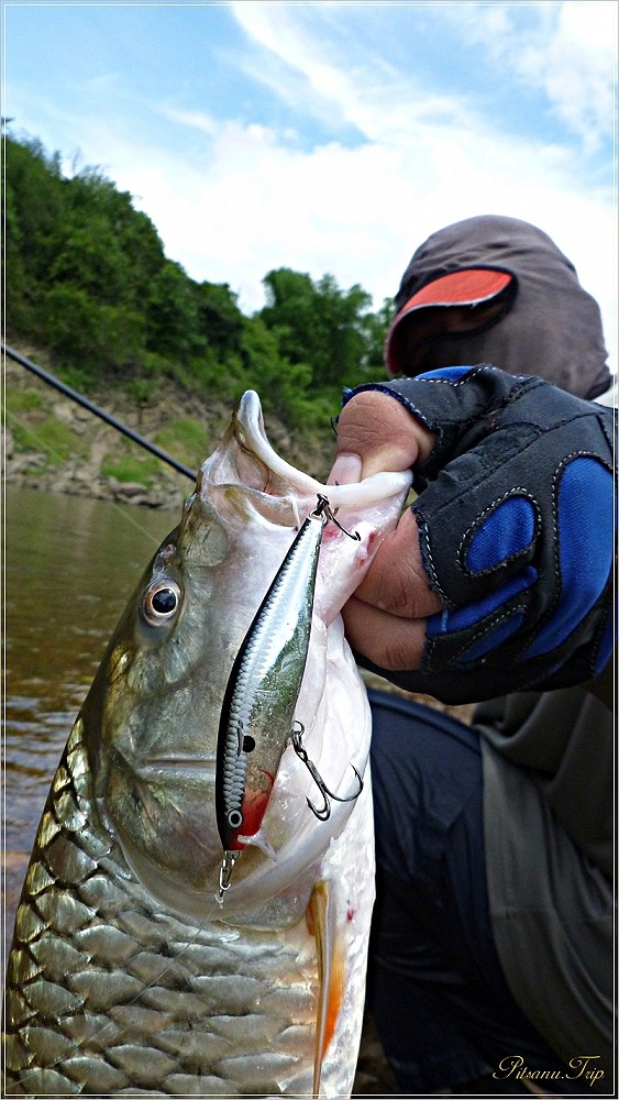  [center]:cheer:    น้าท็อป.........ได้ปลากับเหยื่อตัวนี้   ตัวเดียวเลยครับ   RAPALA FLAT RAP 8    :