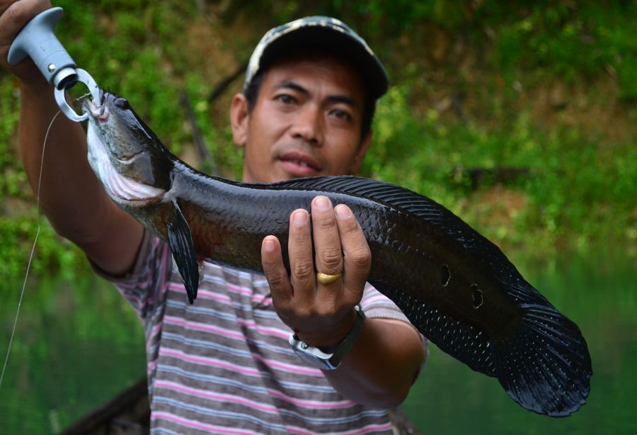 มาแล้วช่อนข้าหลวง ของพี่ตุ๋ย กัดเพลซิลในหุบเลย :cool: :cool: :grin: :grin: